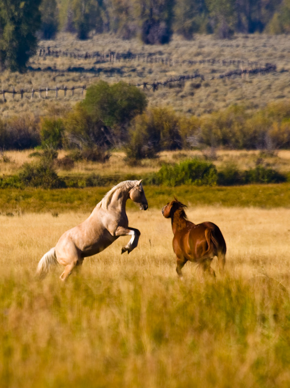 Wild Horse Rearing